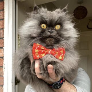 ビックリ顔が人気のペルシャ猫、ボビーちゃん