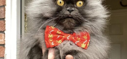 ビックリ顔が人気のペルシャ猫、ボビーちゃん