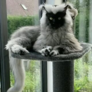 異彩を放つメインクーン