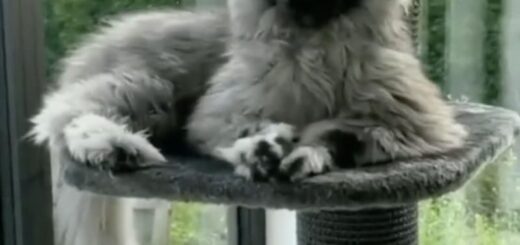 異彩を放つメインクーン