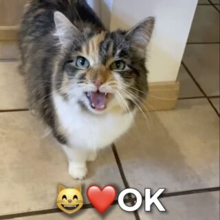 飼い主さに「OK」とお返事する三毛猫、アコーダちゃん