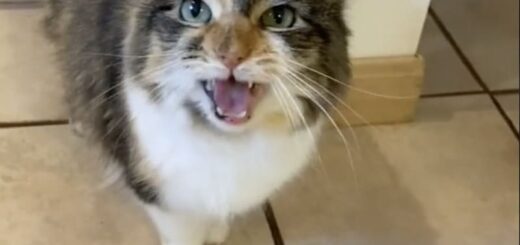 飼い主さに「OK」とお返事する三毛猫、アコーダちゃん