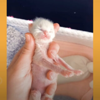 保護されたばかりのハンクちゃん