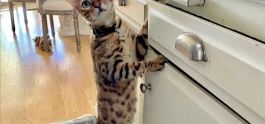 キッチンの食材が気になるベンガルのレイン君