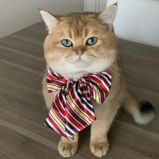 「NumNum Cat」として有名なスコティッシュストレートのレオ君