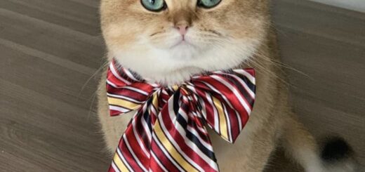 「NumNum Cat」として有名なスコティッシュストレートのレオ君