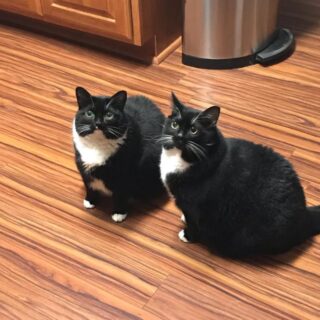 「瓜二つの猫（two identical cats）」として話題になったタイガー君とルー君