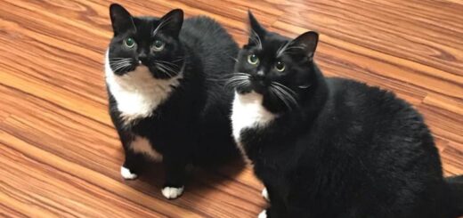 「瓜二つの猫（two identical cats）」として話題になったタイガー君とルー君
