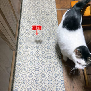 キッチンにお土産を持ってきたトトちん