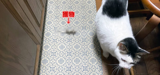 キッチンにお土産を持ってきたトトちん