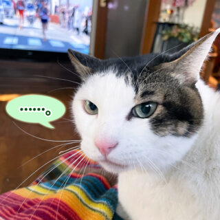 お正月休みのトトちん