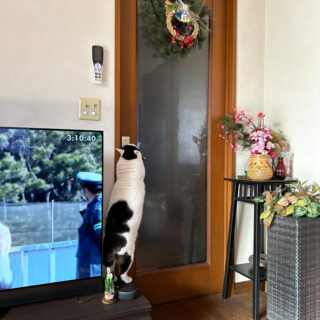 リビングのドアを開けるトトちん