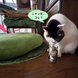 ギンナン無人販売の売上金とトトちん