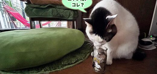 ギンナン無人販売の売上金とトトちん