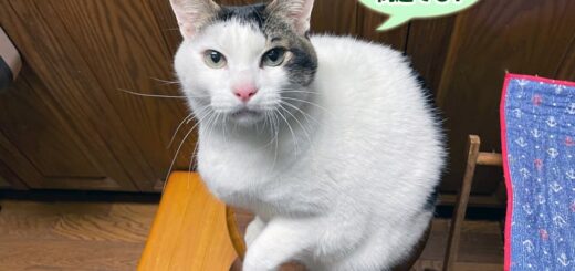 シッポがハゲてしまったトトちん