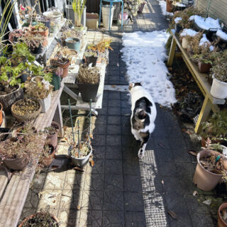 雪が積もったバルコニーでサラダバー探しをするトトちん