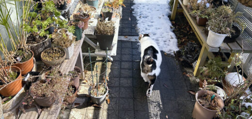 雪が積もったバルコニーでサラダバー探しをするトトちん