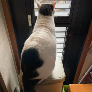 勝手口から外を眺めるトトちん