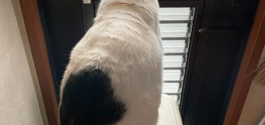 勝手口から外を眺めるトトちん