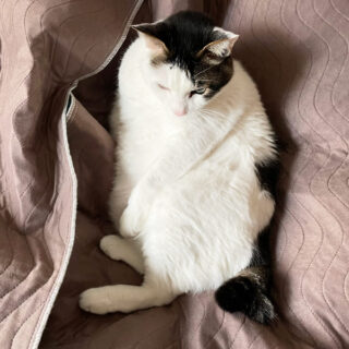 ベッドの上のトトちん