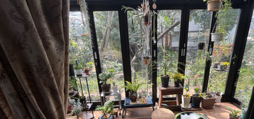 テラスでお昼寝中のトトちん