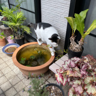 バルコニーでつまみ食いしようとしているトトちん