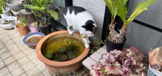 バルコニーでつまみ食いしようとしているトトちん