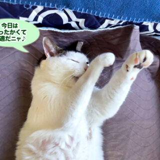 お昼寝を満喫中のトトちん