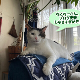 ソファーの上のトトちん