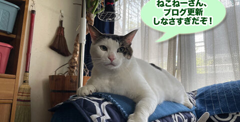ソファーの上のトトちん