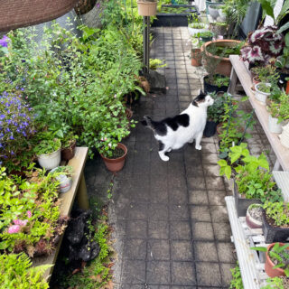 バルコニーでサラダ探しをするトトちん