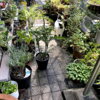 ベランダのトトちん