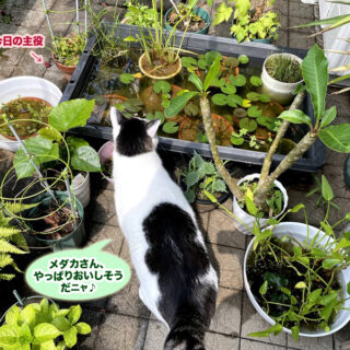 ベランダのトトちん