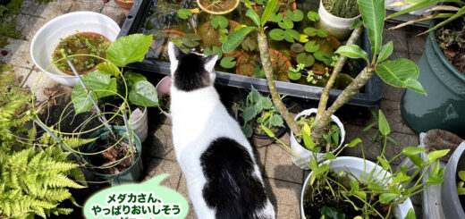 ベランダのトトちん