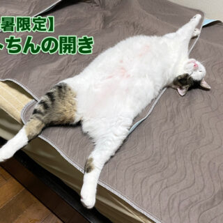 ベッドの上でへそ天状態のトトちん