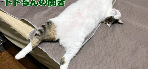 ベッドの上でへそ天状態のトトちん