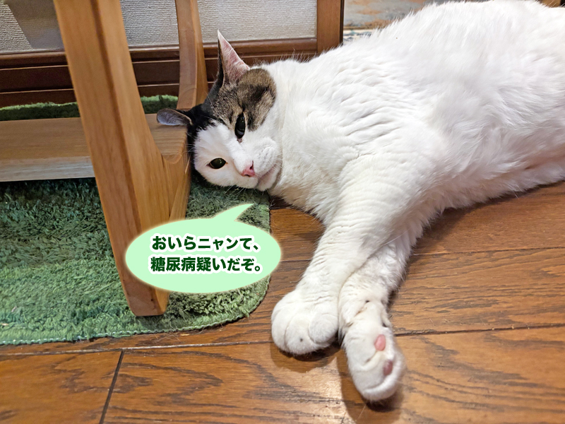 廊下とでまったりしているトトちん