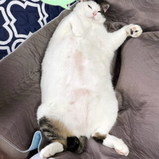 ソファーの上でヘソ天状態のトトちん