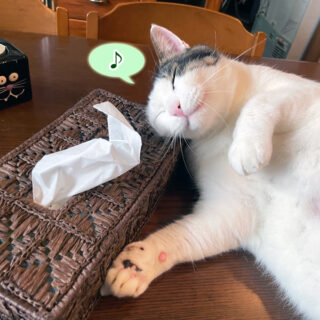 ティッシュケースに夢中のトトちん