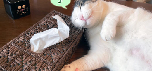 ティッシュケースに夢中のトトちん