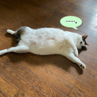 床の上でへそ天を楽しむトトちん