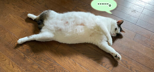 床の上でへそ天を楽しむトトちん