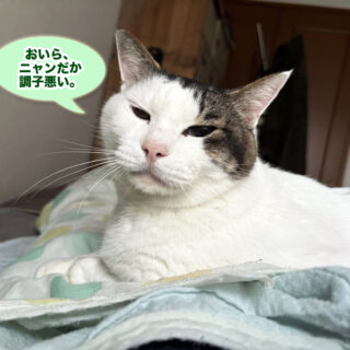 糖尿病で入院前のトトちん