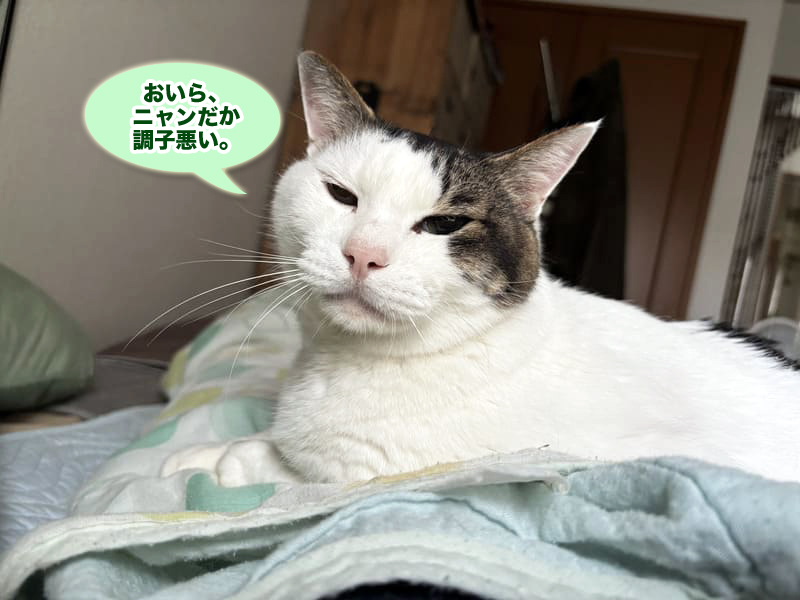 糖尿病で入院前のトトちん