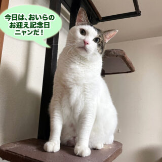 お迎え7周年のトトちん