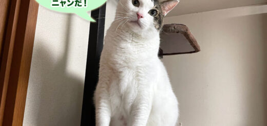 お迎え7周年のトトちん