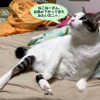 添い寝係のトトちん