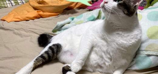 添い寝係のトトちん