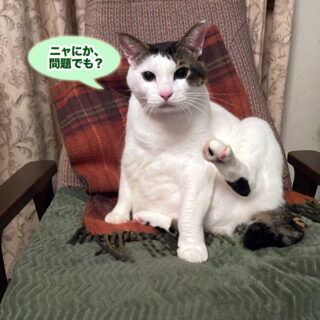 リビングでくつろぐトトちん