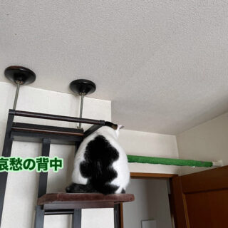 キャットタワーの上のトトちん